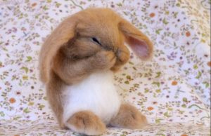 Bad Rabbit virüsü ve önlemleri