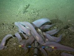 Cıva Kirliliği Artıyor- Mariana Çukuru’nda Bile Tespit Edildi cıva kirliliği