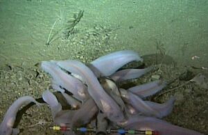 Cıva Kirliliği Artıyor- Mariana Çukuru’nda Bile Tespit Edildi cıva kirliliği