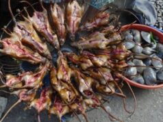 Araştırmacılar Vahşi Hayvan Pazarları İçinde Farklı Koronavirüs Türleri Keşfetti