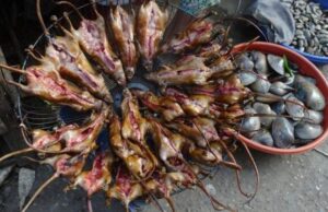 Araştırmacılar Vahşi Hayvan Pazarları İçinde Farklı Koronavirüs Türleri Keşfetti