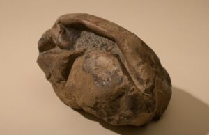 Dünyanın En Büyük Yumuşak Yumurta Fosili Bir Deniz Sürüngenine Ait dünyanın en büyük yumurta fosili