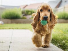 Evcil Hayvanınız Sizi Yiyecek Olarak Görebilir: Ceset Yiyen Evcil Hayvanlar Evcil hayvanınız sizi yiyecek
