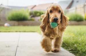 Evcil Hayvanınız Sizi Yiyecek Olarak Görebilir: Ceset Yiyen Evcil Hayvanlar Evcil hayvanınız sizi yiyecek
