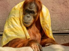 Tüyler Neden Diken Diken Oluyor? İşte Yanıtı tüyler neden diken diken oluyor