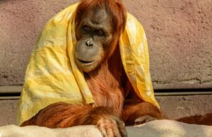 Tüyler Neden Diken Diken Oluyor? İşte Yanıtı tüyler neden diken diken oluyor