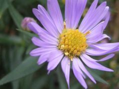 Bir Çiçeğin Fotoğrafı Günde 90 Milyon Tıklama Alıyor İlgi çeken çiçeğin fotoğrafı hakkındaki bir numaralı talep Hindistan’dan