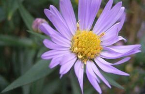 Bir Çiçeğin Fotoğrafı Günde 90 Milyon Tıklama Alıyor İlgi çeken çiçeğin fotoğrafı hakkındaki bir numaralı talep Hindistan’dan