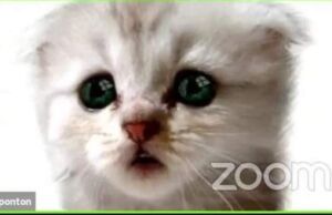 Zoom Kedi Filtresi Sanal Davada Komik Anlara Sebep Oldu