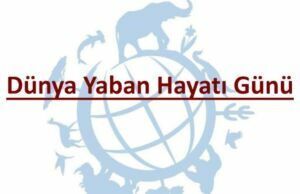 TikTok, Dünya Yaban Hayatı Günü ’nde Afrika’daki yaban hayatın korunmasına dikkat çekiyor