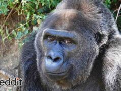 GameStop Eylemcileri Paralarını Gorillerin Yararına Harcıyor