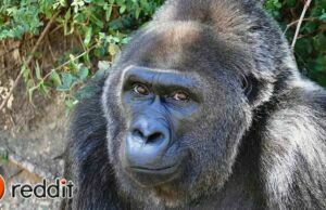 GameStop Eylemcileri Paralarını Gorillerin Yararına Harcıyor