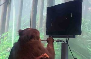 Neuralink Bir Maymuna Sadece Düşünerek Pong Oynatmayı Başardı Elon Musk çip