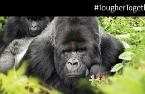 Corning Gorilla Glass Victus Nedir? Gorilla Glass 6’Dan Daha Mı İyi?