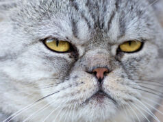 Kediler, İnternet Bağlantısını Kesti. Bakın Nasıl Yaptılar?