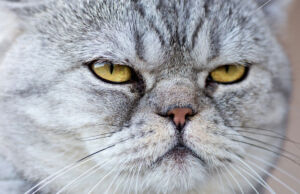 Kediler, İnternet Bağlantısını Kesti. Bakın Nasıl Yaptılar?