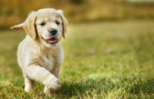 Köpeğiniz Bu Kumanda Sayesinde Sizinle Konuşabilir: FluentPet Connect