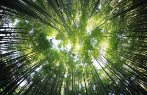 Ethereum Merge, kripto için daha yeşil bir geleceğe mi işaret ediyor?