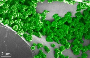 Parlayan Ağaçlar Yakında Şehirlerimizi Aydınlatabilir! İşte Büyük Avatar Buluşunun Ayrıntıları