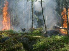 Akıllı Şehir Teknolojileriyle Orman Yangını Riskini Azaltmak Mümkün