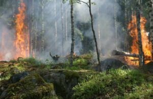 Akıllı Şehir Teknolojileriyle Orman Yangını Riskini Azaltmak Mümkün