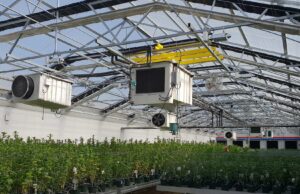 Kenevir Üretimi Konusunda Yeni Dönem Başlıyor