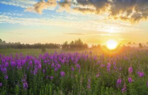 2053 Sıfır Emisyon Hedefi Yasallaştı: Kurumsal Araçlar Elektrikliye Geçişte Ana Aktör
