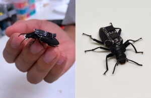 ZoBorg Projesi: Avustralyalı Bilim İnsanlarından Çığır Açan Teknoloji